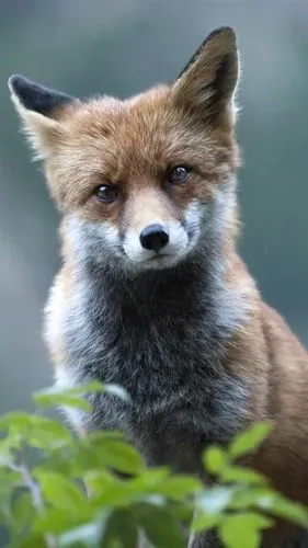 【手机壁纸】老虎,狮子,狐狸,动物世界