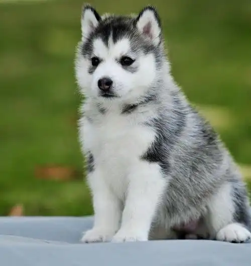 自家犬舍出售健康纯种哈士奇 公母都有 质保三个月