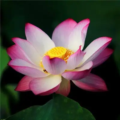 红莲花图片微信头像,好看高清红莲花图片