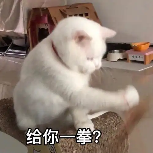 萌宠猫星人给你一拳揍你呆萌可爱gif动图_动态图_表情包下载_soogif