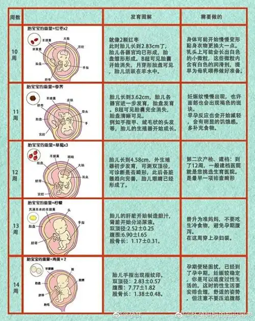 1-40周宝宝发育过程图解