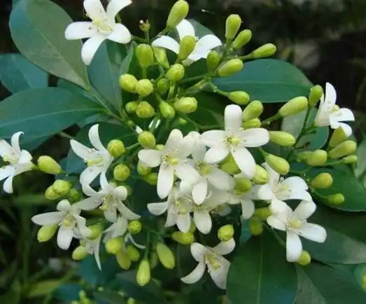 九里香花有毒吗,无毒/制作香精香料,泡茶泡酒喝