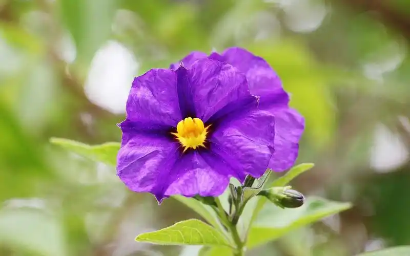 唯美紫色龙胆花图片桌面壁纸