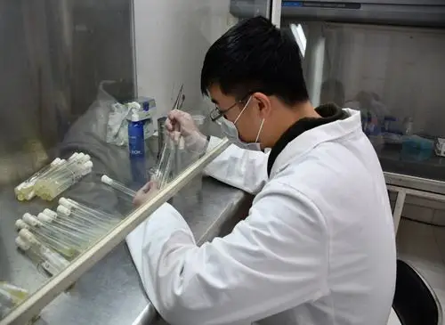 食用菌研究所有序恢复开展科研生产等全面工作