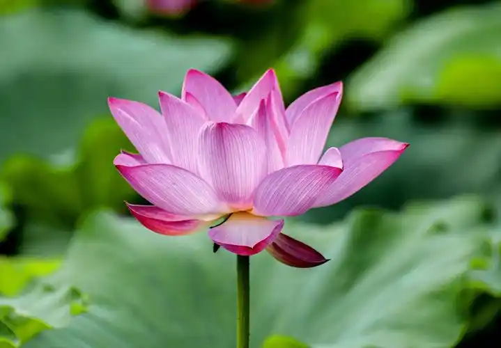 花卉摄影习作——莲花 - 美篇