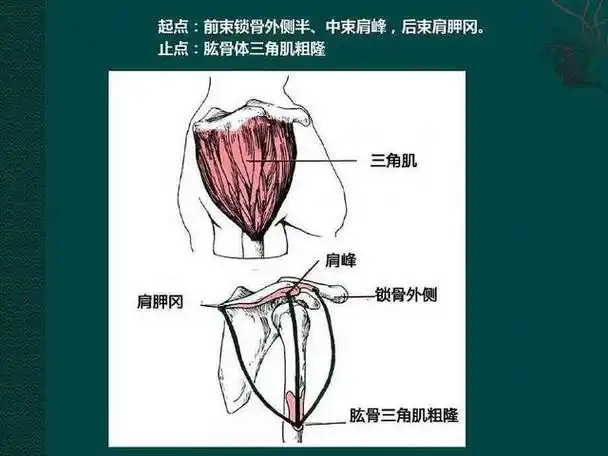 注意这几点细节,掌握三角肌后束的训练要领,三个动作练出虎头肩