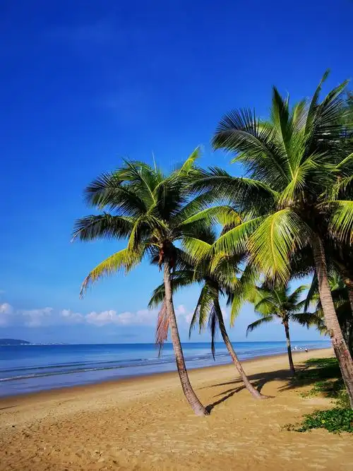 其它 海南三亚印象(下) 写美篇  椰树,海滩,大海是三亚的典型风光.