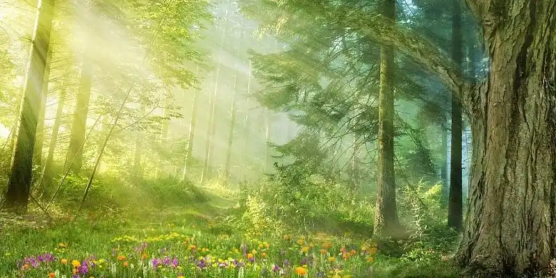 绿色写实场景化春天阳光普照森林展板背景春天梦幻森林