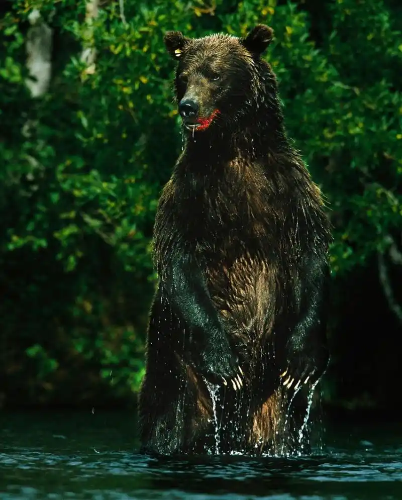 棕熊的一种,身高可达 3 米,体重可达 650 公斤.