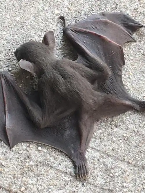 蝙蝠长什么样?近距离看坠入深圳的夜行者,自然界朋友还是敌人?