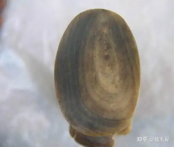 但没有一圈圈的角朊层;注意掌握的要领是:1,犀角有鱼籽纹,牛角没有