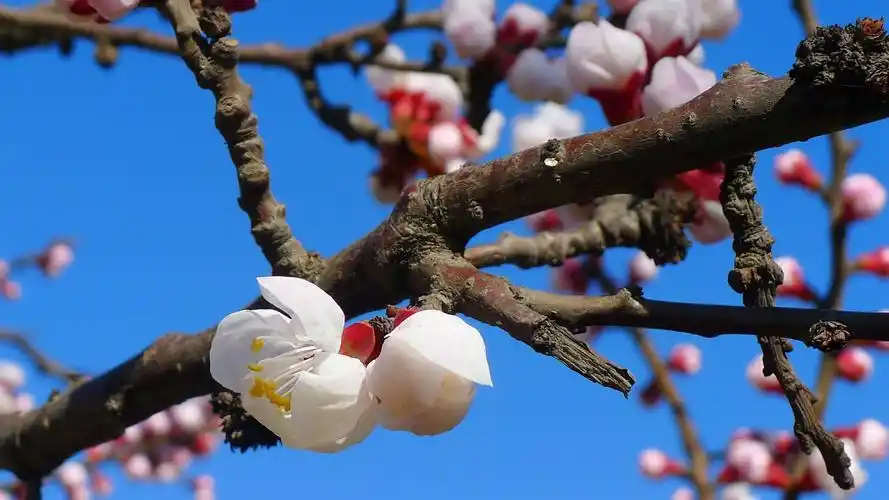 杏花壁纸图片