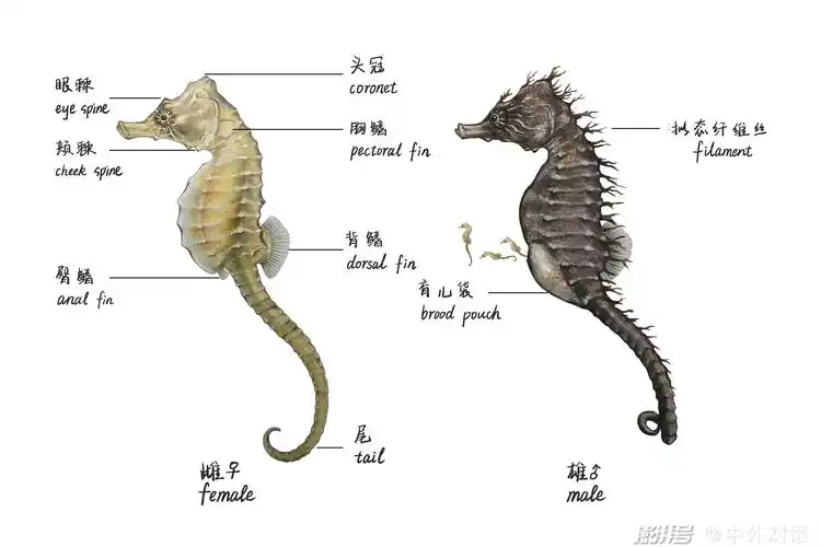 中外对话直立形态的生物在海洋中极为少见,海马就是其中之一.