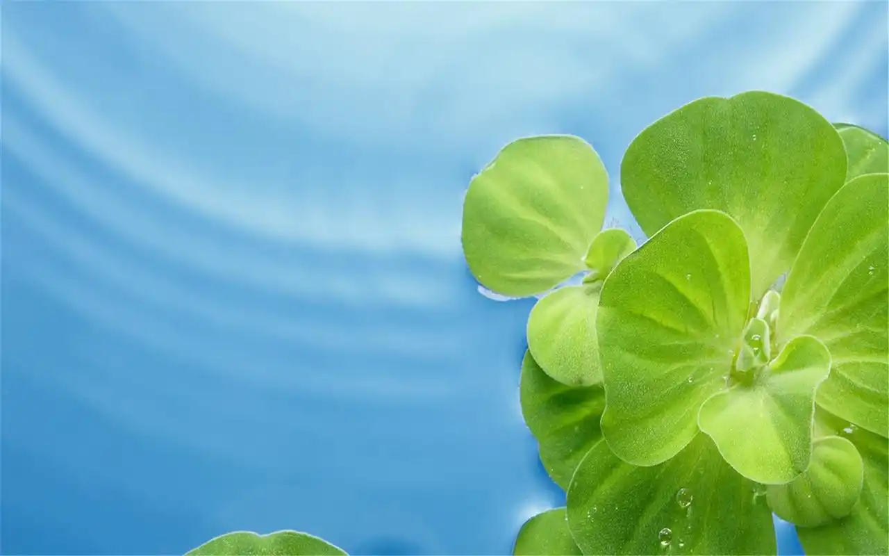 荷塘荷叶唯美绿色护眼背景桌面壁纸高清大图预览1920x1200_植物壁纸