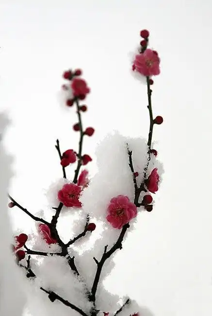 寒梅傲雪简笔画