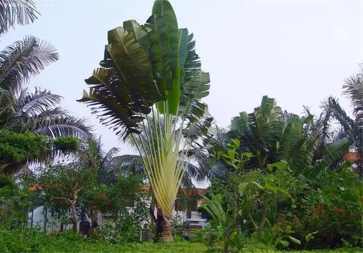 p>旅人蕉(学名: i>ravenala /i>  i>madagascariensis /i> sonn.