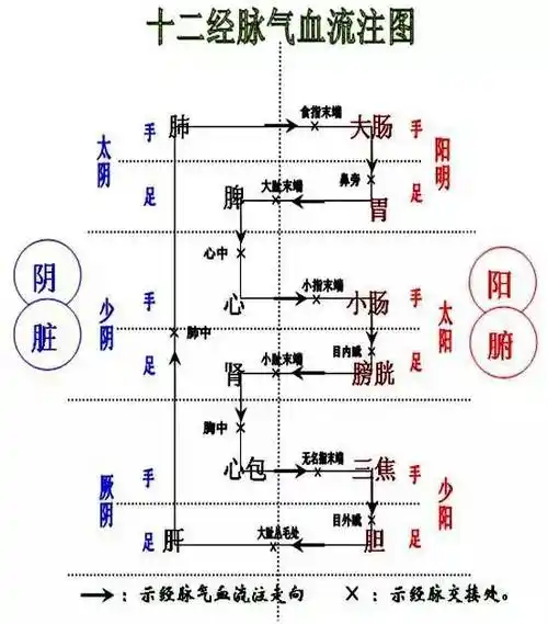 十二经脉的循行走向是:手三阴经从胸走手,手三阳经从手走头足三阳经