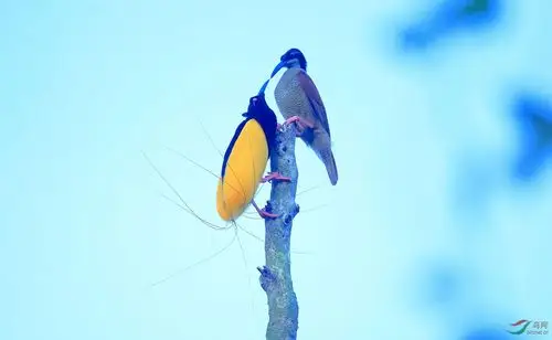 天堂鸟——十二线风鸟