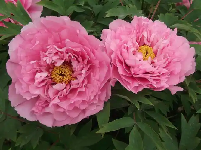 [分享]洛阳牡丹——银红巧对