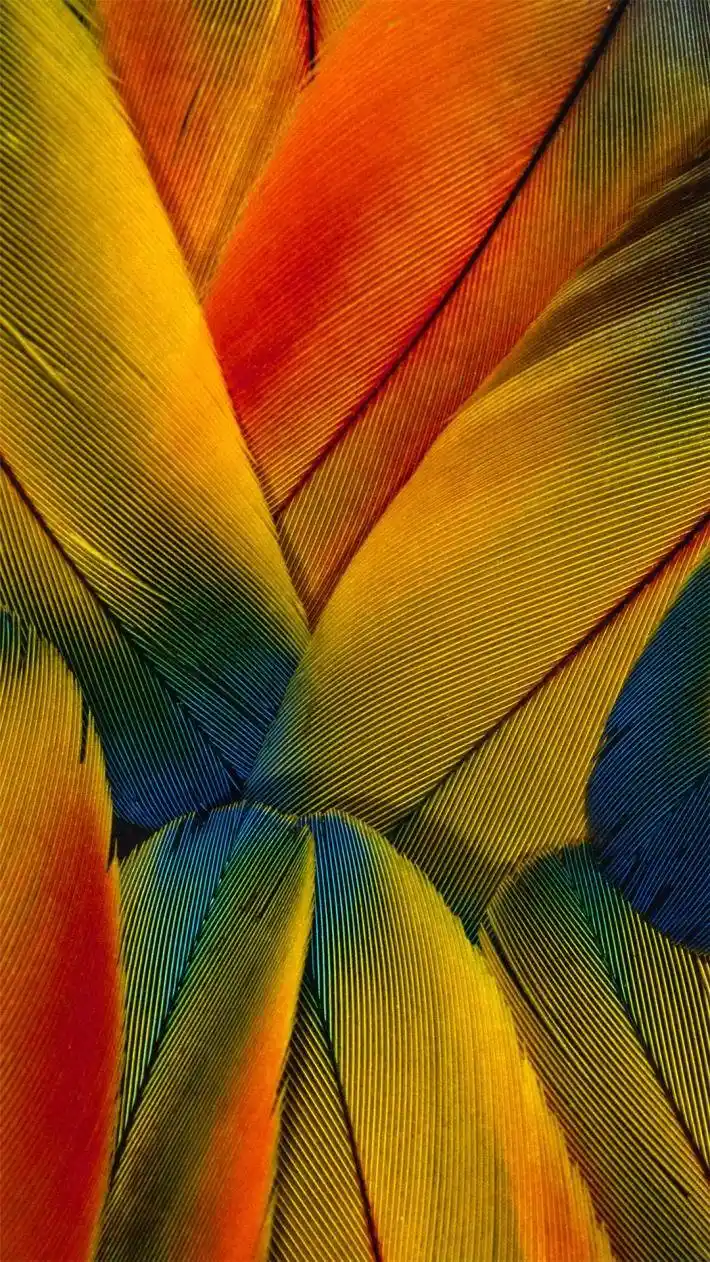 炫彩羽毛超无水印手机壁纸下载