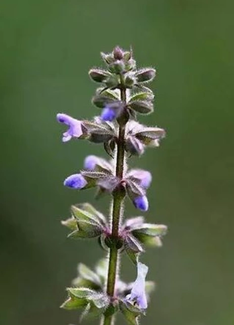 而雪见草是长这样的,雪见草还有一个别名叫猪婆花,剧中的景天也经常叫