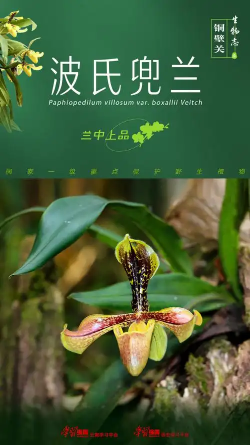 铜壁关生物志兰中上品波氏兜兰