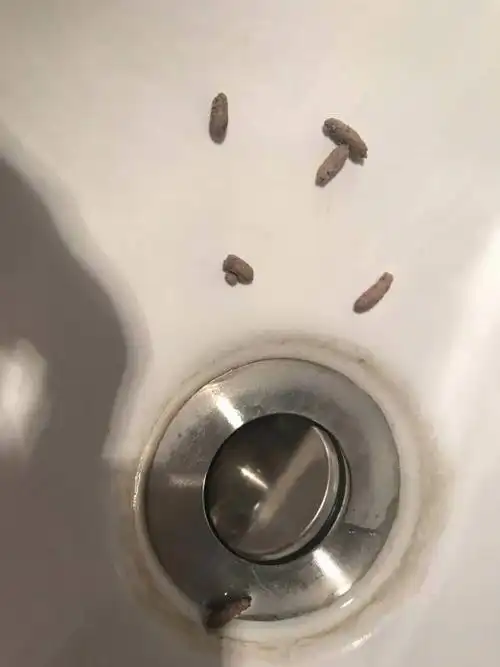 家里卫生间出现了三次跟老鼠屎一样的东西,不知道是什么动物的屎,求解