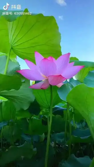 愿生西方净土中九品莲花为父母花开见佛悟无生不退菩萨为伴侣