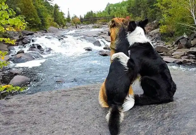 加拿大两宠物狗亲密拥抱暖化人心组图