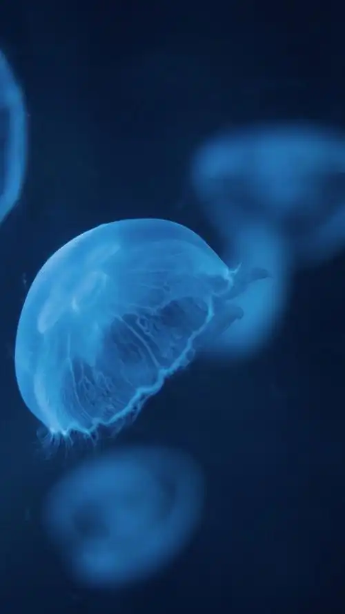 静谧蓝色深海高清手机壁纸