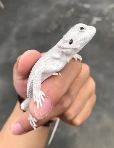 精品超白鬃狮蜥