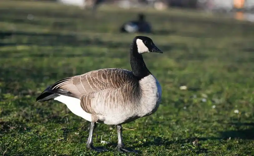 其它 seattleinwinter-2加拿大黑雁(branta canadensis)是这里常客,它