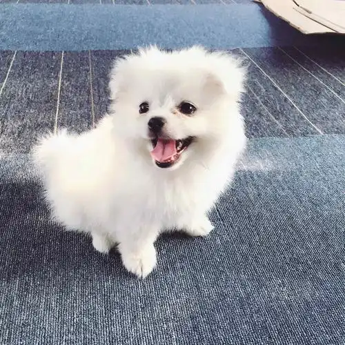 呆萌可爱的博美狗狗手机壁纸 - 手机壁纸 - 桌面天下(desktx.com)