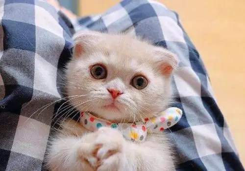 撒娇萌猫背景图片_超会撒娇的猫咪_可爱图片