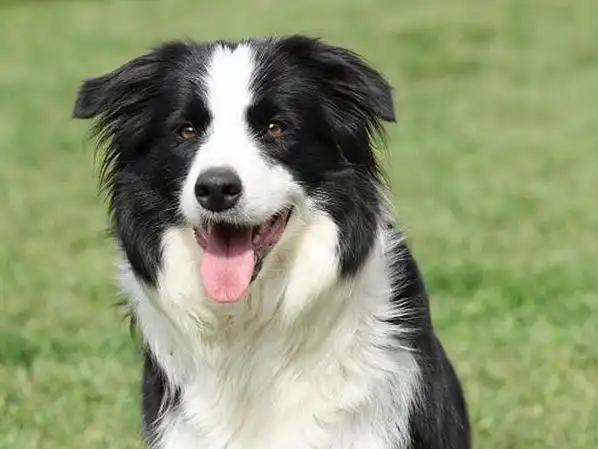 最特殊的3种宠物狗第一种让人省心最后一种能把铲屎官气死