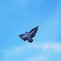 可做微信头像飞翔的鹰