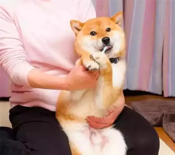 柴犬刷牙时表现出众,靠此被做成表情包后,狗子因二成知名犬红|狗狗