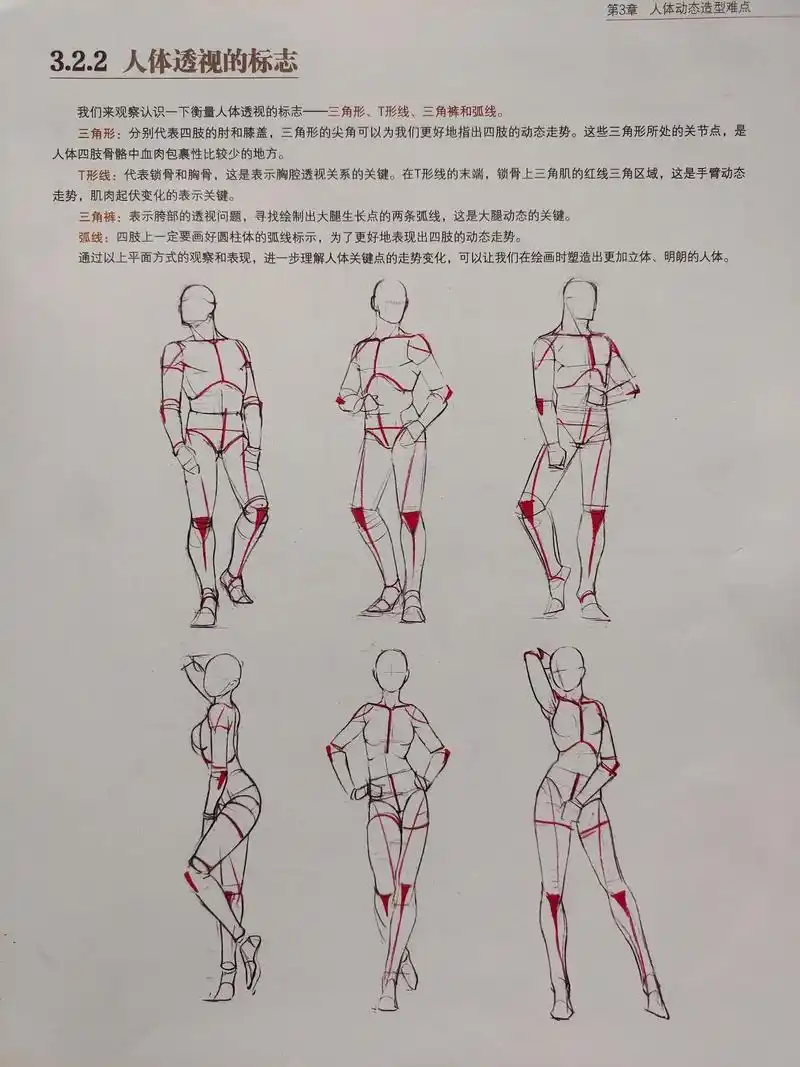 给最近在画人体速写的同学拍了一些结构图,方便在家练习.