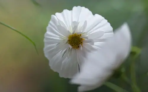 精致白花小清新高清桌面壁纸