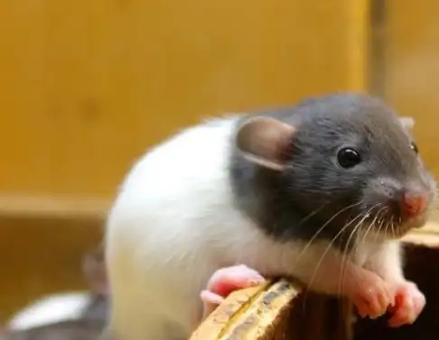 原创兽类是哺乳动物是我们最为熟悉动物它们与人类的关系极为密切