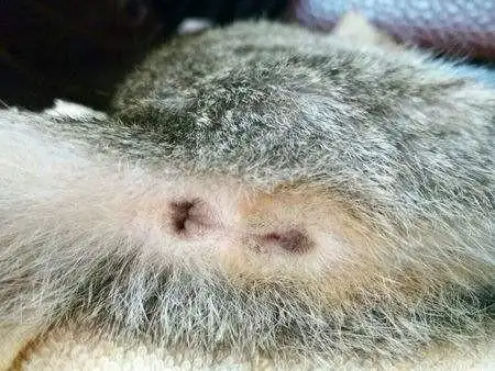 展开全部 你这是公猫,小母猫是这样的,看你家猫猫前面那个小点儿没有