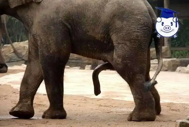 以陆地上的动物而论,大概没有什么动物比大象更大只了.