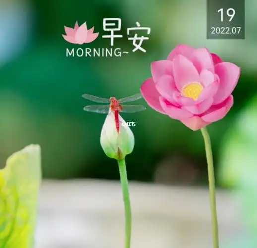 早有蜻蜓立上头