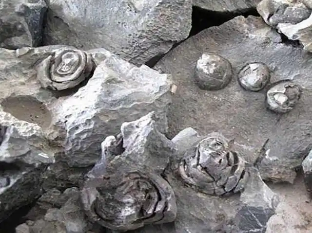 原创广西深山现石头开花奇观几年或几十年开一次专家世间难见