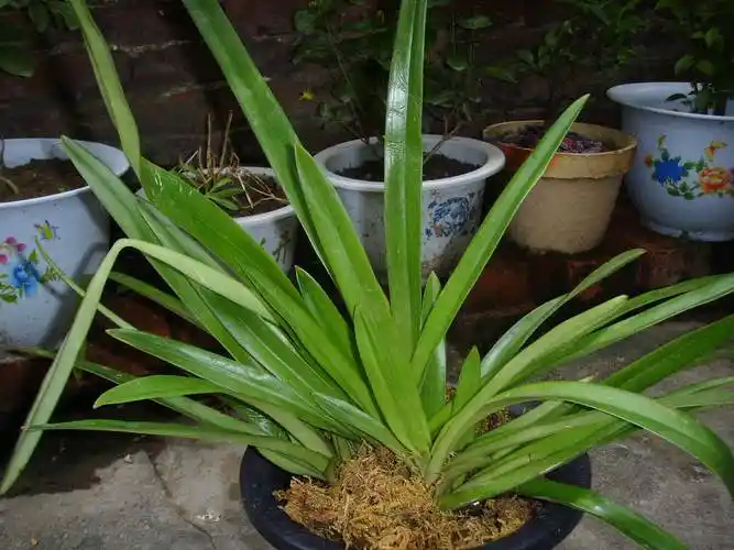 p>虎斑兜兰(学名: i>paphiopedilum markianum /i>)兰科, a target="