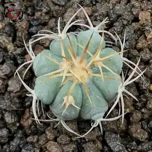 植物公馆9@实生强刺雷帝平丸多肉仙人球拍卖包邮