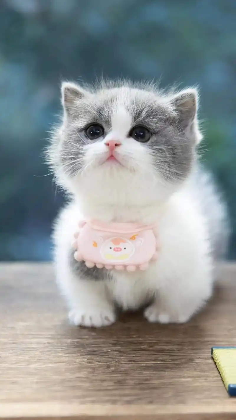 92#可爱的小猫咪 #萌宠 #矮脚猫  曼基康蓝白矮脚弟弟  - 抖音