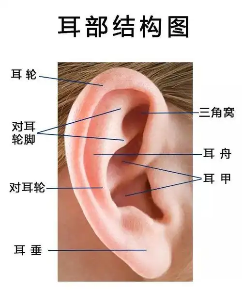 宝宝耳形"异常",家长注意2大误区