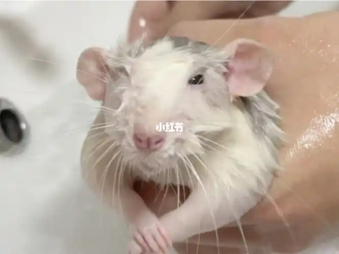 我很丑吗那我走