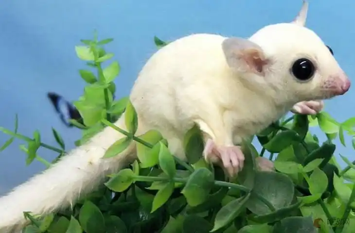 白金蜜袋鼯一只价格在1500-3000元左右.